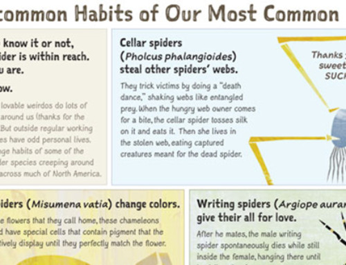 The Uncommon Habits of Our Most Common Spiders