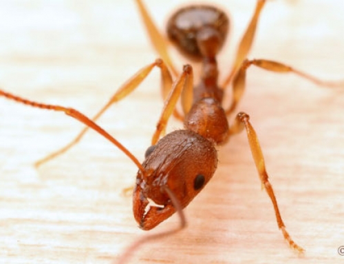 Ants: Facts and Fiction